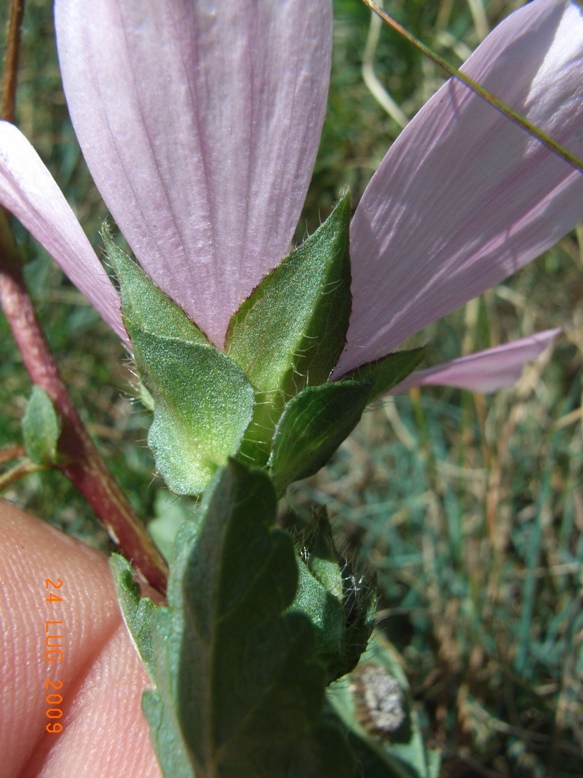 Malope malacoides /  Malope